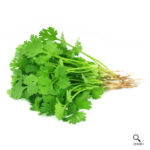 Coriander
