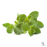 Oregano (1 Bunch)