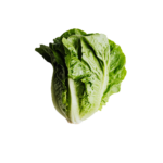 Washed Romaine Lettuce